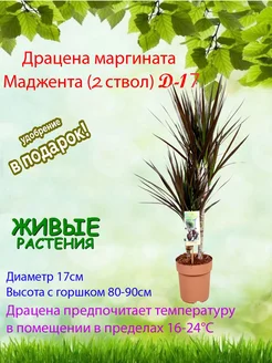 Комнатное растение Драцена маргината Маджента D17 2 ст Это наш сад 188874243 купить за 4 212 ₽ в интернет-магазине Wildberries