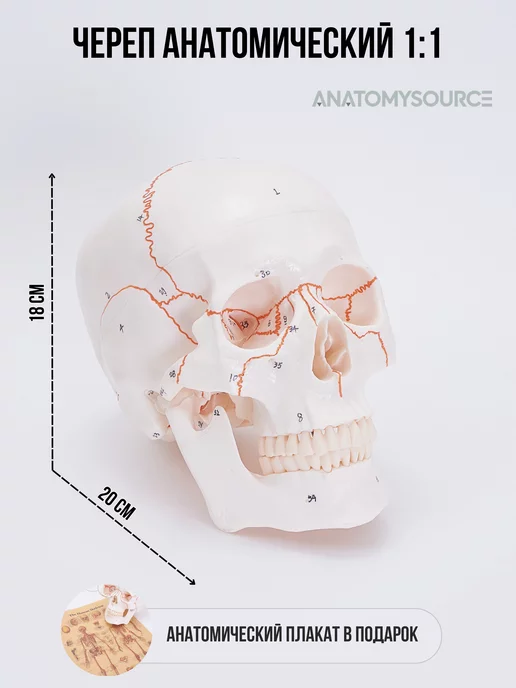 ANATOMYSOURCE череп анатомический учебный