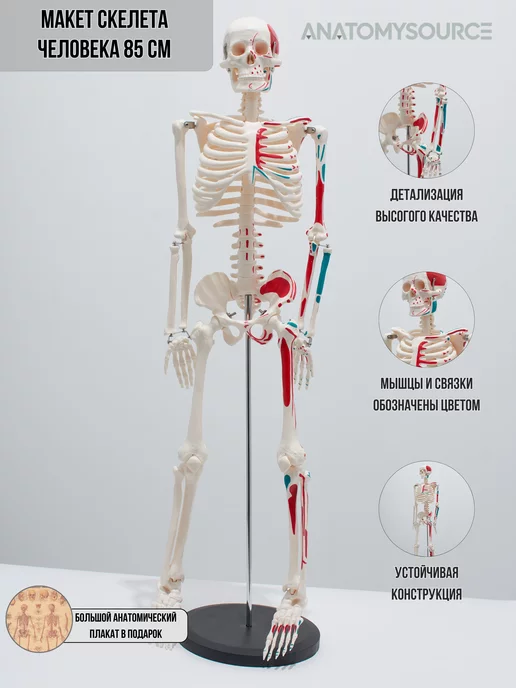 ANATOMYSOURCE скелет человека 85 см