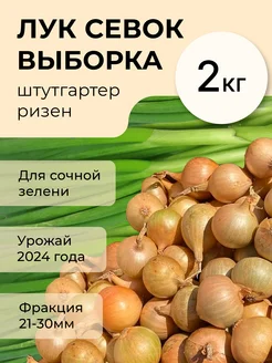 Лук Севок Штуттгартер ризен(КРУПНЫЙ) 188950170 купить за 340 ₽ в интернет-магазине Wildberries