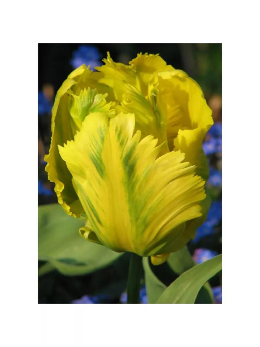 Техас голд. Тюльпан попугайный texas gold. Тюльпан попугайный тексэс голд. Техас голд. Техас голд.