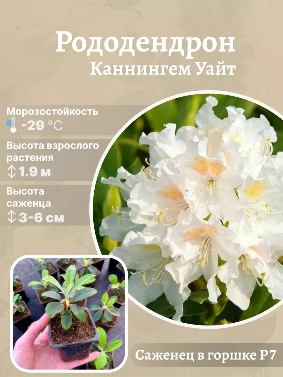 Рододендрон Cunningham’s White