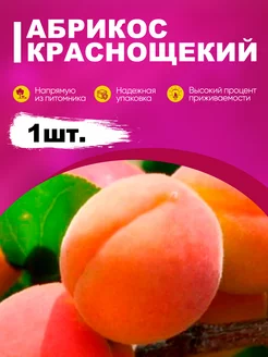 Саженцы Абрикос Краснощекий эко-дача24 189206148 купить за 316 ₽ в интернет-магазине Wildberries