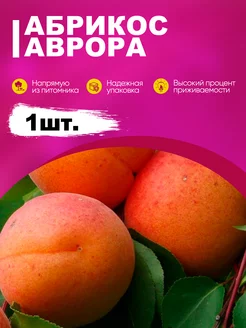 Саженцы Абрикос Аврора эко-дача24 189206151 купить за 336 ₽ в интернет-магазине Wildberries