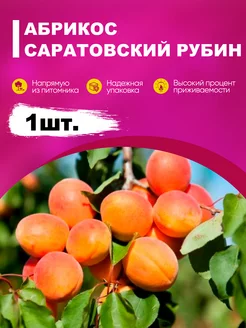 Саженцы Абрикос Саратовский рубин эко-дача24 189206155 купить за 336 ₽ в интернет-магазине Wildberries