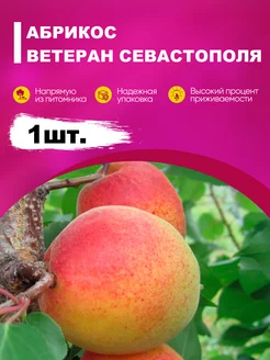 Саженцы Абрикос «Ветеран-Севастополя» эко-дача24 189206156 купить за 316 ₽ в интернет-магазине Wildberries