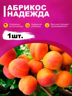 Саженцы Абрикос Надежда эко-дача24 189206157 купить за 316 ₽ в интернет-магазине Wildberries