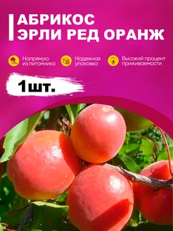 Саженцы Абрикос «Эрли ред оранж» эко-дача24 189206158 купить за 316 ₽ в интернет-магазине Wildberries