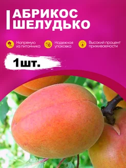 Саженцы Абрикос «Шелудько» эко-дача24 189206160 купить за 316 ₽ в интернет-магазине Wildberries