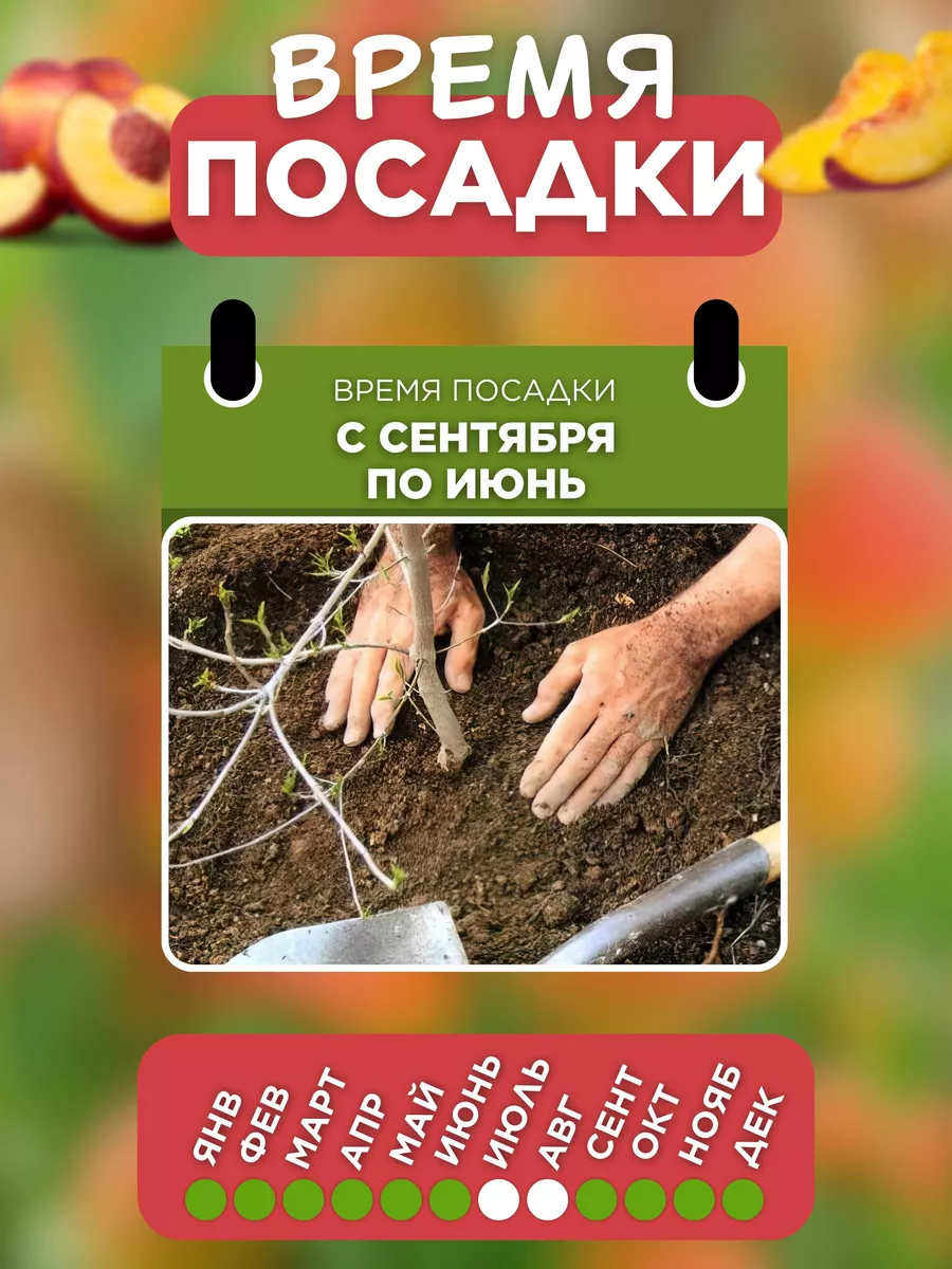 Саженцы Нектарин Колоновидный Рубис Основа Сада 189395940 купить за 526 ₽ в  интернет-магазине Wildberries