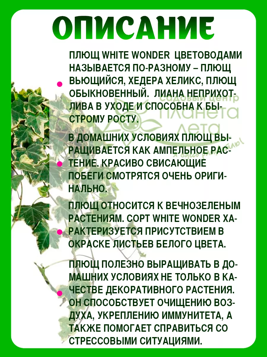 Плющ комнатное растение Планета Лета 189509466 купить в интернет-магазине  Wildberries