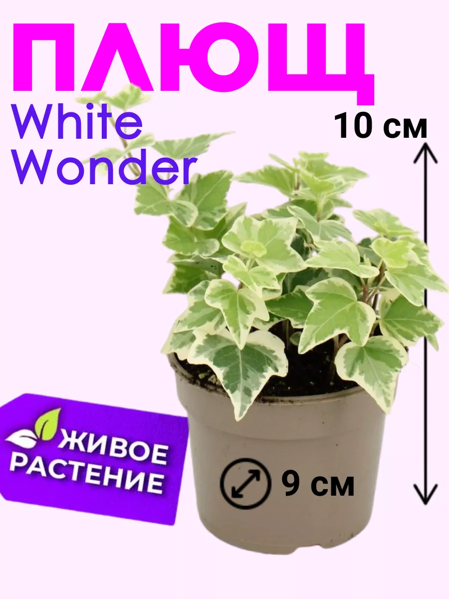 Плющ комнатное растение Планета Лета 189509466 купить в интернет-магазине  Wildberries