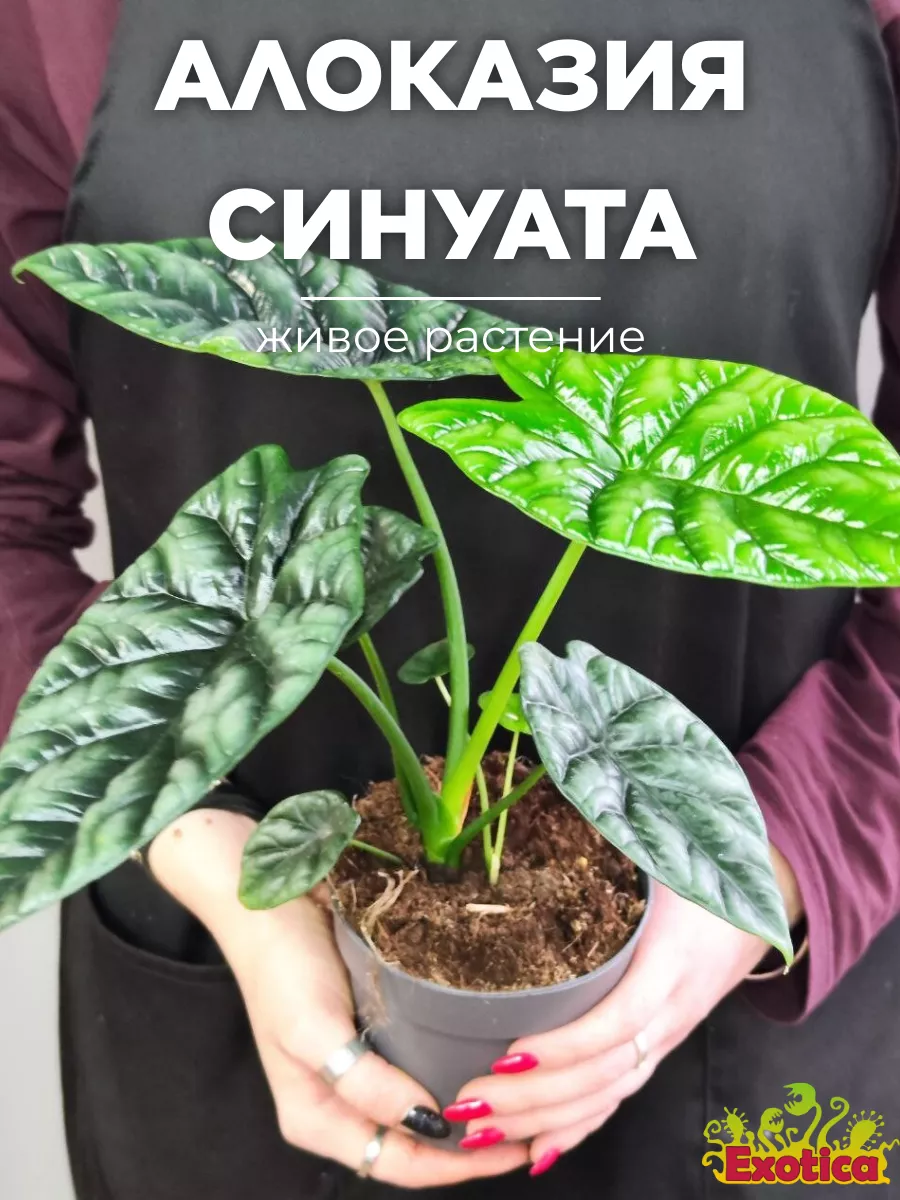 Алоказия Синуата (Alocasia Sinuata) D11см Exotica 189586796 купить за 1 955 ₽ в интернет-магазине Wildberries