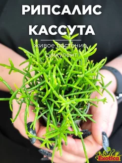 Рипсалис Кассута (Rhipsalis Cassutha) D5см Exotica 189621837 купить за 842 ₽ в интернет-магазине Wildberries