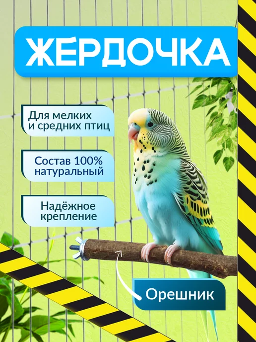 Как содержать среднего попугая? Рекомендации для новичка