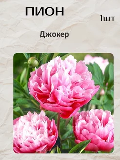 Пионы, корни цветов Евро сад 189709111 купить за 492 ₽ в интернет-магазине Wildberries