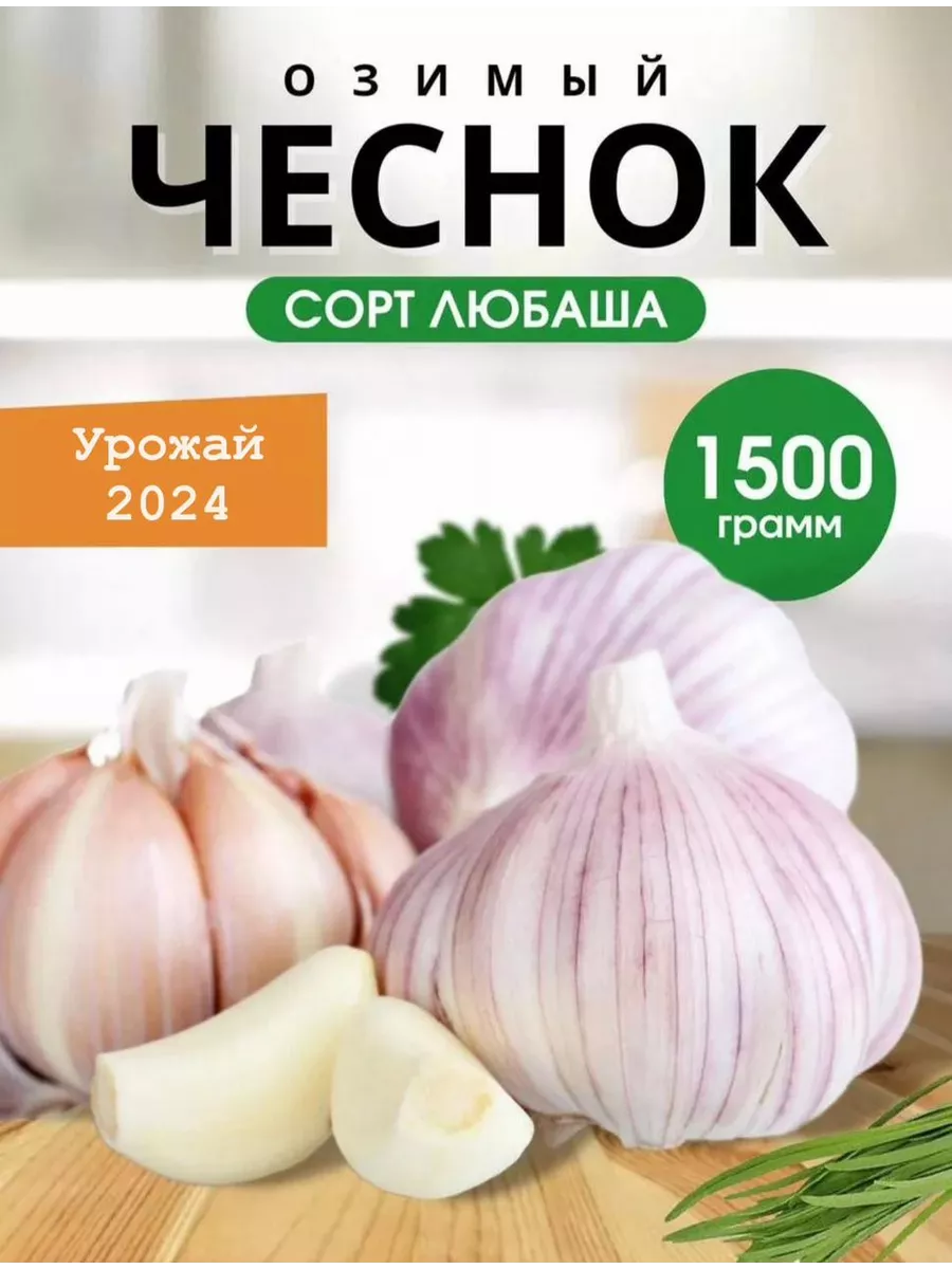 Чеснок озимый на посадку...