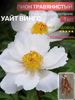 Пионы Саженцы Мой Садовод 189952744 купить за 502 ₽ в интернет-магазине Wildberries