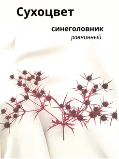 Сухоцвет синеголовник Анмавида 189961180 купить за 244 ₽ в интернет-магазине Wildberries