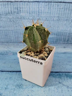 Кактус Astrophytum Ornatum (Астрофитум) Succuterra 190055947 купить за 664 ₽ в интернет-магазине Wildberries