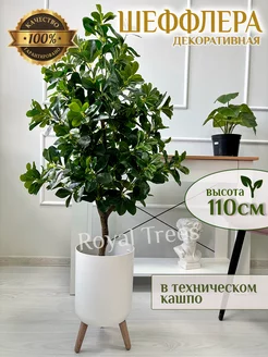 Декоративный цветок в горшке Шеффлера 110 см Royal Trees 190069991 купить за 5 738 ₽ в интернет-магазине Wildberries