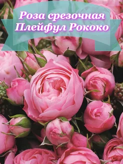 Роза пионовидная Плейфул Рококо саженец Садовые истории 190205253 купить за 512 ₽ в интернет-магазине Wildberries