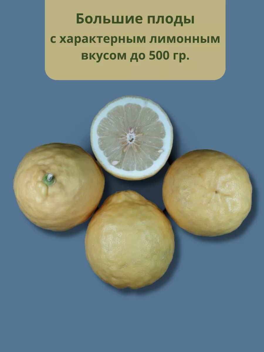 Чем хорош сорт лимона Пандероза и почему его стоит выращивать