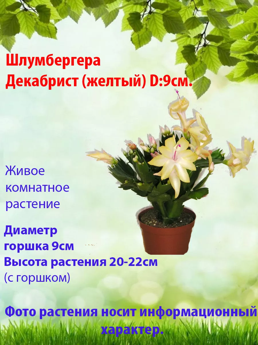 Цветок декабрист: уход за шлюмбергерой в домашних условиях, фото, приметы - Погода stolstul93.ru