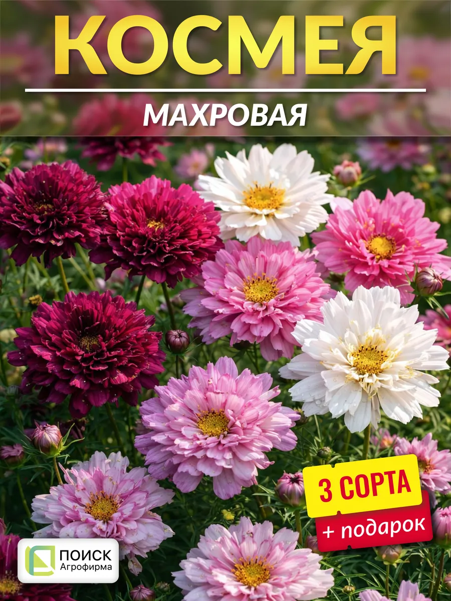 Семена космеи Махровая кнопка
