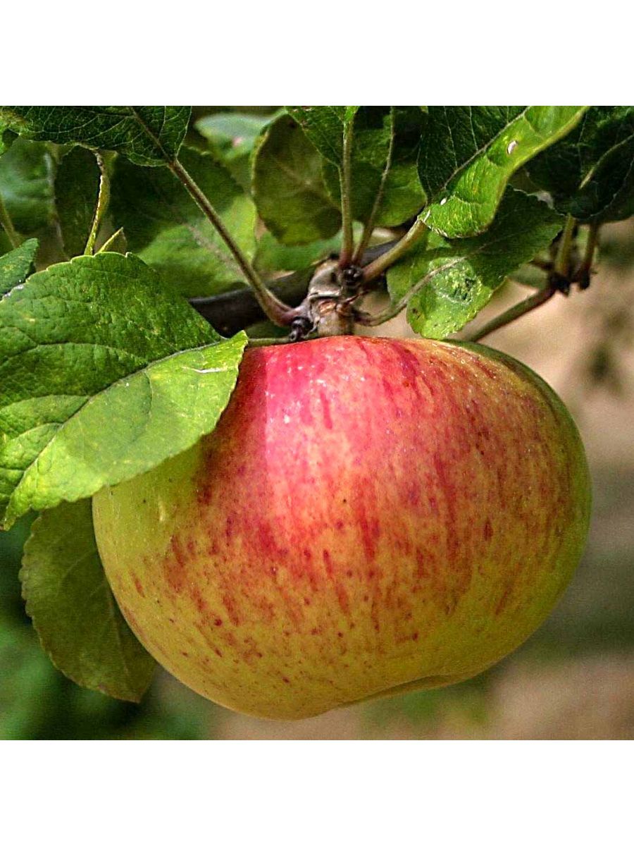 Ранние сорта яблонь для подмосковья. Сорт: яблоня, Коробовка (Медуничка). Сорт яблони Коробовка. Яблоня летняя Коробовка. Яблоня Коробовка (Медуничка).