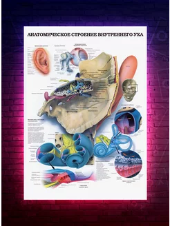 Постер Анатомия - Внутреннее ухо - медицинский О-Хочу! 191091260 купить за 183 ₽ в интернет-магазине Wildberries