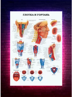 Постер Анатомия - Глотка и гортань О-Хочу! 191091262 купить за 188 ₽ в интернет-магазине Wildberries