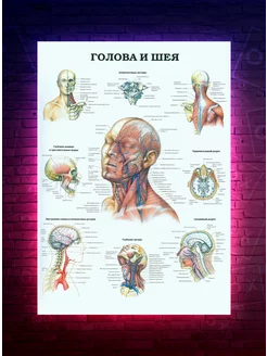 Постер Анатомия - Голова и шея О-Хочу! 191091263 купить за 198 ₽ в интернет-магазине Wildberries