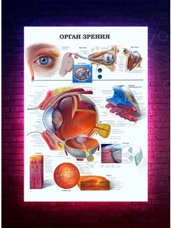 Постер - Анатомия - Органы Зрения О-Хочу! 191091265 купить за 188 ₽ в интернет-магазине Wildberries