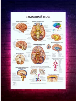 Постер анатомия Головной мозг О-Хочу! 191091267 купить за 183 ₽ в интернет-магазине Wildberries