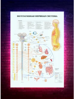 Постер - Анатомия - Вегетативная нервная система ВНС О-Хочу! 191091268 купить за 193 ₽ в интернет-магазине Wildberries