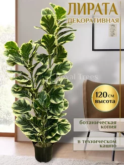 Искусственное дерево Лирата пестрая 120 см Royal Trees 191130556 купить за 5 808 ₽ в интернет-магазине Wildberries