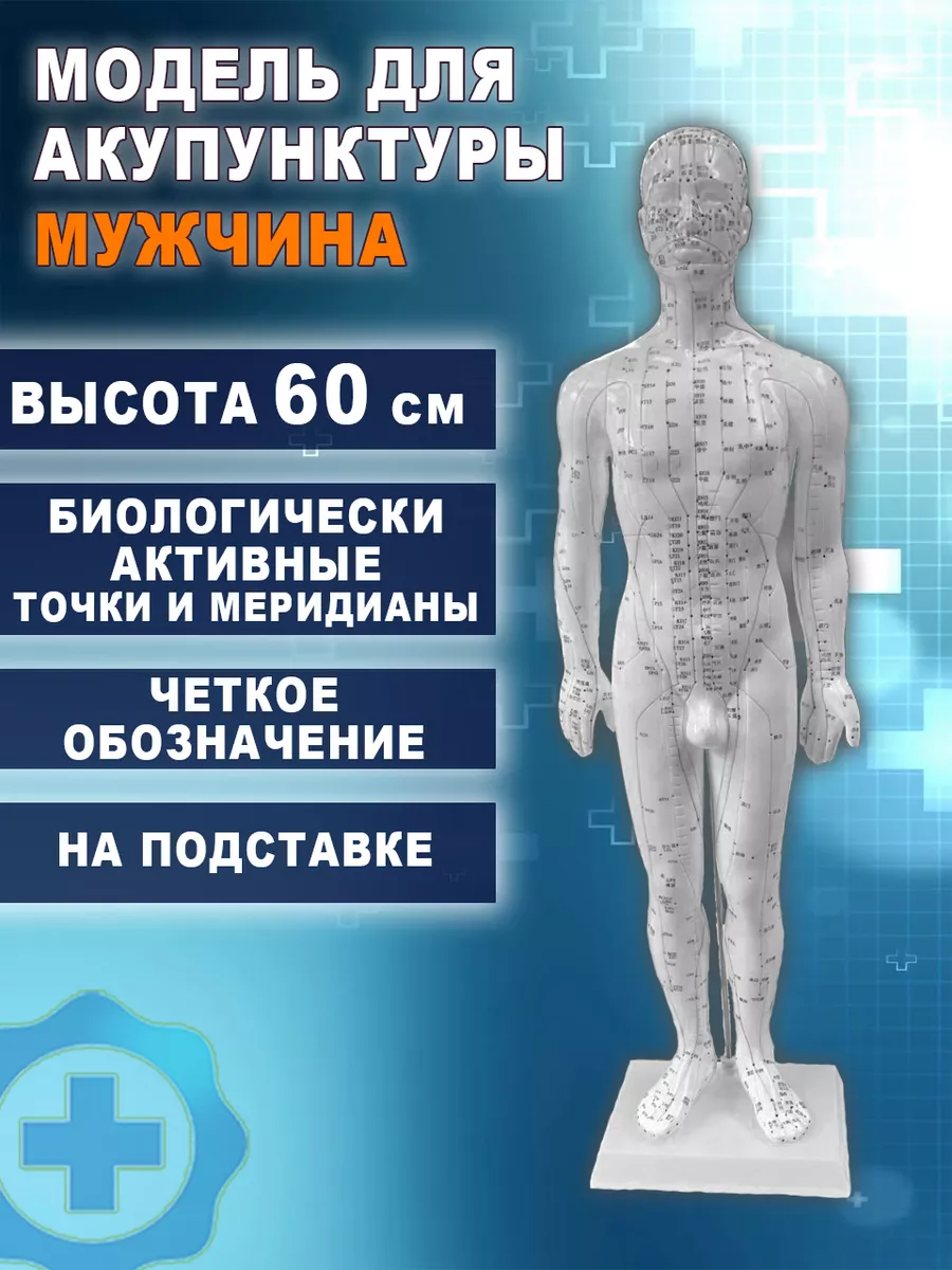 Анатомическая модель для акупунктуры