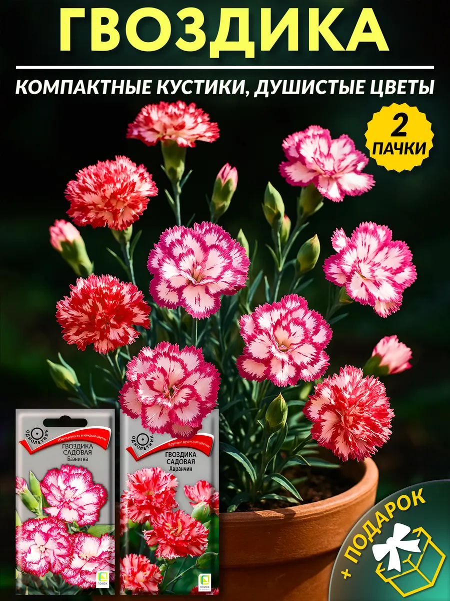Семена гвоздика садовая