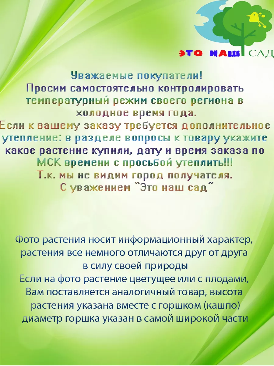 Живое комнатное растение Каланхоэ Каландива (белый) Это наш сад 191362581  купить за 703 ₽ в интернет-магазине Wildberries