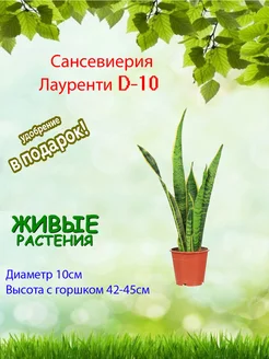 Сансевиерия Лауренти (Щучий хвост) D-10 Это наш сад 191363645 купить за 1 271 ₽ в интернет-магазине Wildberries