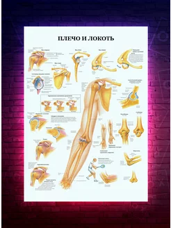 Постер Плечо и локоть медицинский - анатомия О-Хочу! 191557452 купить за 193 ₽ в интернет-магазине Wildberries