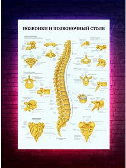 Постер Анатомия - Позвонки и позвоночный столб О-Хочу! 191557454 купить за 183 ₽ в интернет-магазине Wildberries