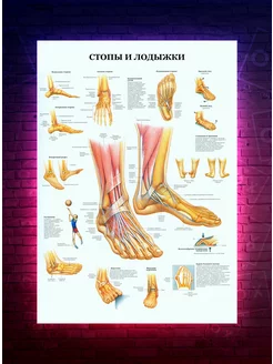 Постер Стопы и лодыжки - анатомия - медицина О-Хочу! 191557456 купить за 167 ₽ в интернет-магазине Wildberries