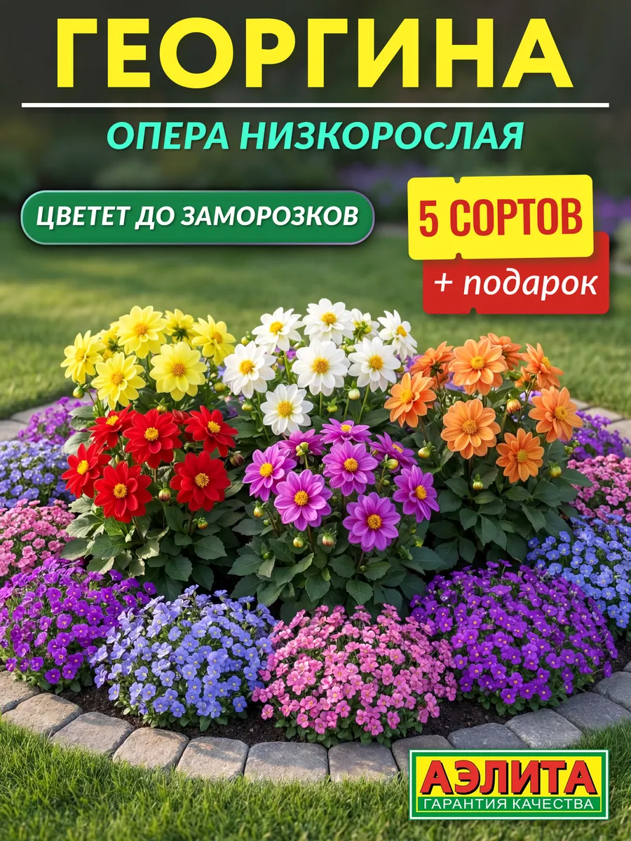 Семена георгинов низкорослые махровые