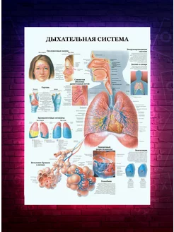 Постер Анатомия - Дыхательная система - медицинский О-Хочу! 191648431 купить за 172 ₽ в интернет-магазине Wildberries