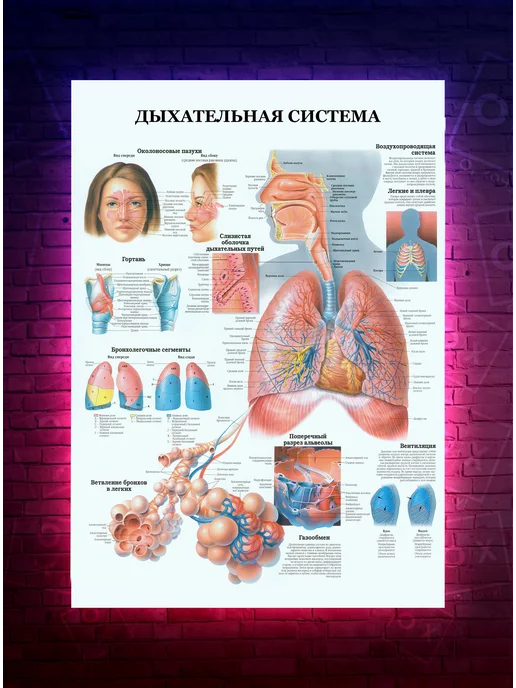 О-Хочу! Постер Анатомия - Дыхательная система - медицинский