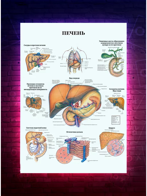 О-Хочу! Постер анатомия Печень медицинский