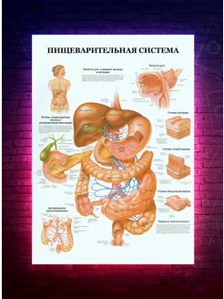 Постер Анатомия - Пищеварительная система О-Хочу! 191648433 купить за 203 ₽ в интернет-магазине Wildberries