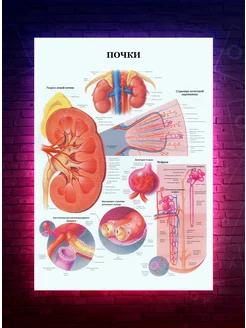 Постер Анатомия - Почки - медицинский О-Хочу! 191648434 купить за 167 ₽ в интернет-магазине Wildberries